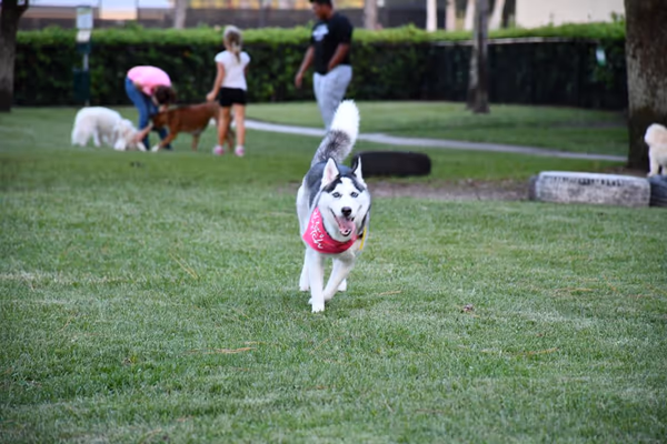 Avalon Dog Park photo 1